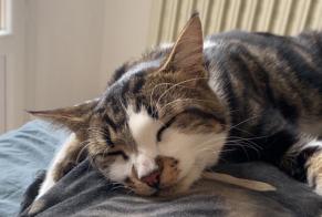 Vermisstmeldung Katze Männliche, 3 jahre Léognan Frankreich