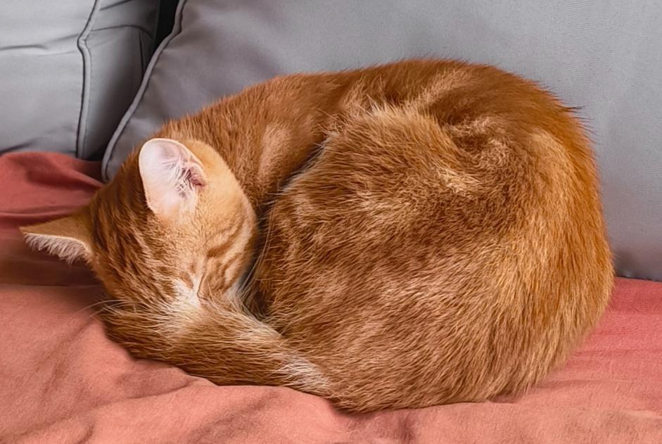 Fundmeldung Katze Unbekannt Le Mans Frankreich