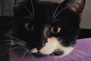 Vermisstmeldung Katze rassenmischung Männliche, 0 jahre Flancourt-Crescy-en-Roumois Frankreich