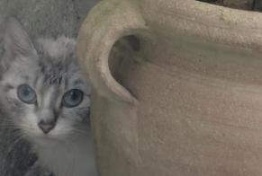 Fundmeldung Katze Männliche Rennes Frankreich