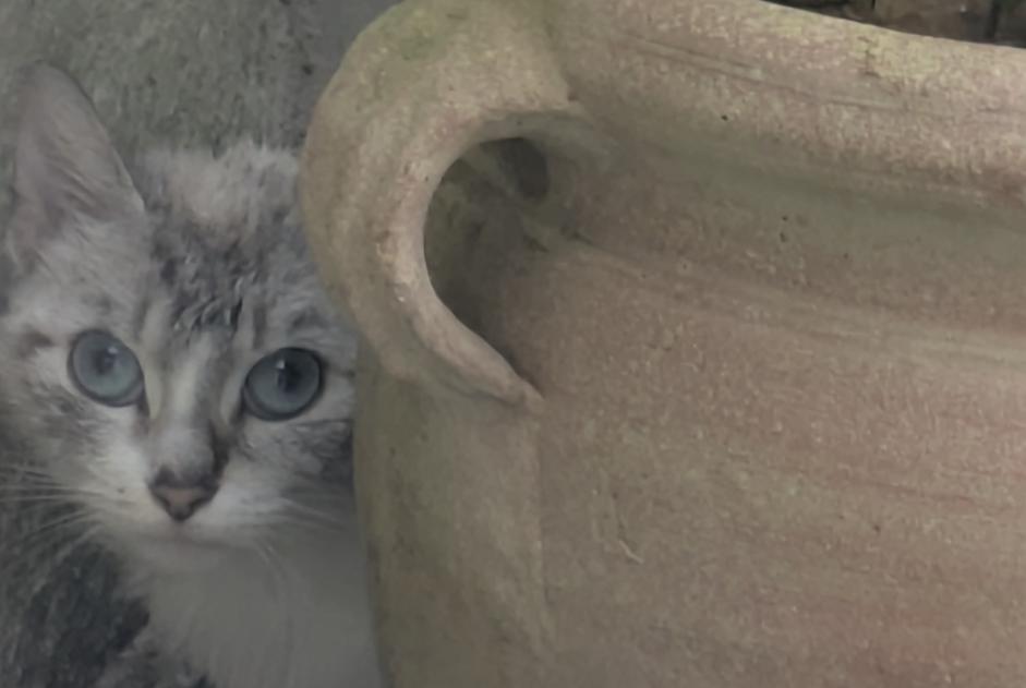 Fundmeldung Katze Männliche Rennes Frankreich