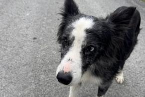 Fundmeldung Hund Männliche Chadenac Frankreich