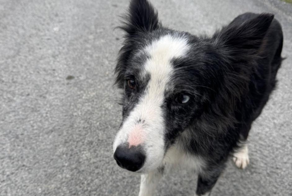 Fundmeldung Hund  Männliche Chadenac Frankreich