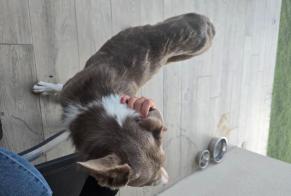 Fundmeldung Hund Männliche Triors Frankreich