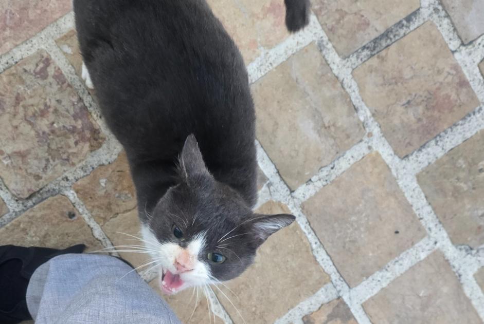 Fundmeldung Katze Männliche Chouzé-sur-Loire Frankreich