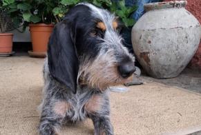 Vermisstmeldung Hund Weiblich, 4 jahre Arles-sur-Tech Frankreich