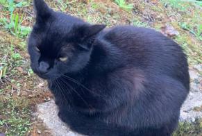 Fundmeldung Katze Unbekannt Angoulême Frankreich