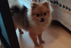 Vermisstmeldung Hund Weiblich, 0 jahre Issy-les-Moulineaux Frankreich