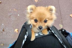 Vermisstmeldung Hund Weiblich, 0 jahre Issy-les-Moulineaux Frankreich