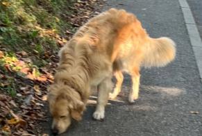 Fundmeldung Hund Unbekannt Bonne Frankreich