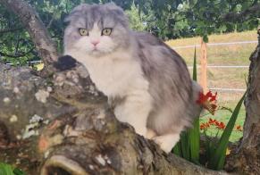 Vermisstmeldung Katze Weiblich, 5 jahre Saint-Paul-en-Chablais Frankreich