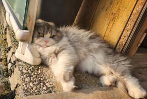 Vermisstmeldung Katze Weiblich, 5 jahre Saint-Paul-en-Chablais Frankreich