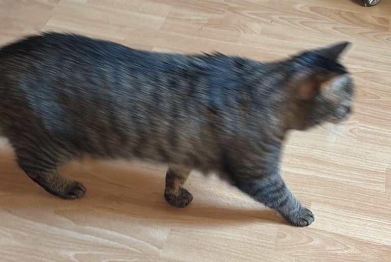 Vermisstmeldung Katze Weiblich , 6 jahre Néronde Frankreich