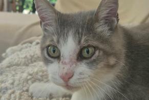 Vermisstmeldung Katze Männliche, 14 jahre Saint-Vincent-de-Tyrosse Frankreich