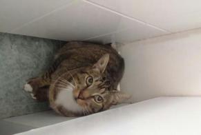 Disappearance alert Cat Européen Male , 11 years Mennecy France