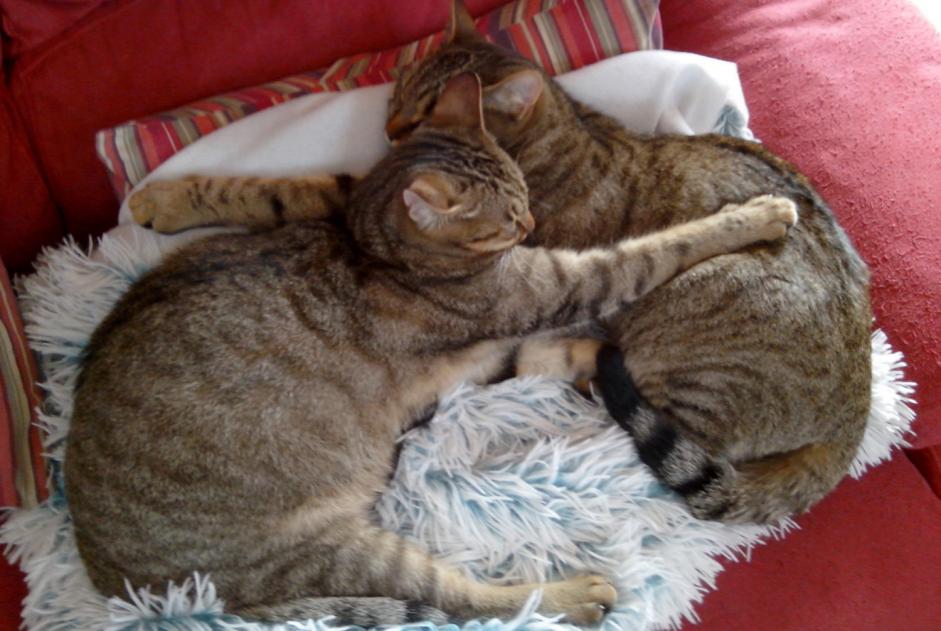 Disappearance alert Cat Male , 9 years Saint-Germain-le-Gaillard France