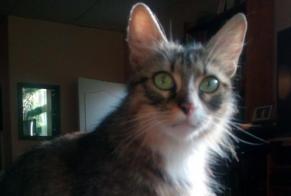 Disappearance alert Cat Female , 9 years Reims France