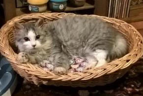 Disappearance alert Cat  Male , 8 years Steenwerck France