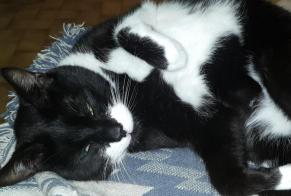 Disappearance alert Cat Male , 14 years Bruyères-sur-Oise France