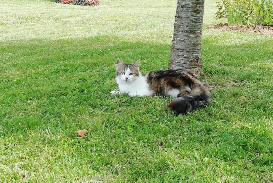 Disappearance alert Cat Female , 8 years Voulton France