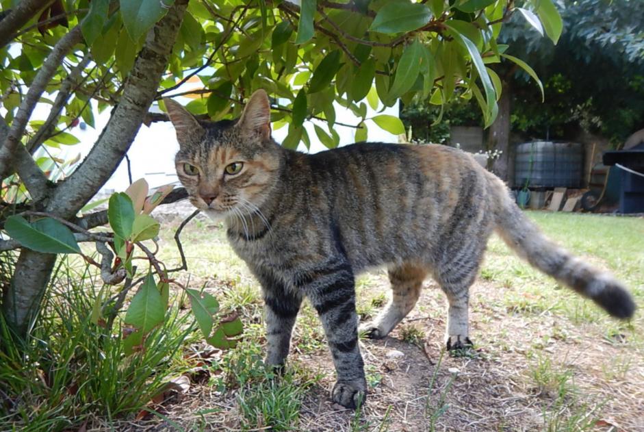 Disappearance alert Cat  Female , 18 years Lagnieu France