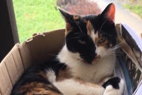 Disappearance alert Cat  Female , 7 years Château-Salins France