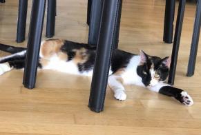 Disappearance alert Cat  Female , 7 years Château-Salins France