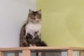 Disappearance alert Cat  Female , 8 years Pruillé-le-Chétif France