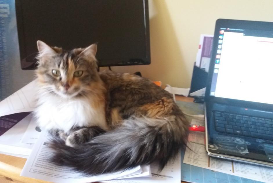 Disappearance alert Cat  Female , 8 years Pruillé-le-Chétif France