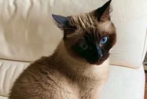 Disappearance alert Cat  Female , 14 years Villeneuve-Saint-Denis France