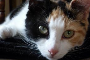 Disappearance alert Cat Female , 11 years Compiègne France