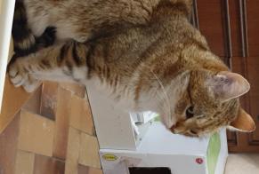 Disappearance alert Cat Male , 10 years Esvres-sur-Indre France