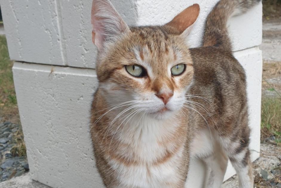 Disappearance alert Cat Male , 10 years Esvres-sur-Indre France