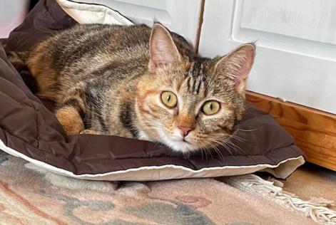Disappearance alert Cat  Female , 6 years Faye-la-Vineuse France