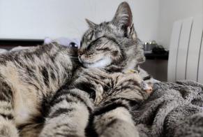 Disappearance alert Cat  Male , 10 years Tulle France