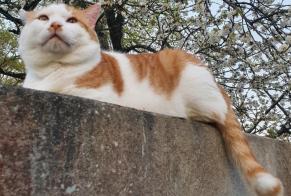 Disappearance alert Cat Male , 11 years Guignen France