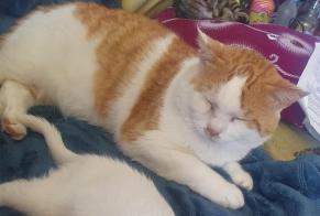 Disappearance alert Cat Male , 11 years Guignen France