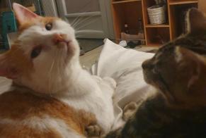 Disappearance alert Cat Male , 11 years Guignen France