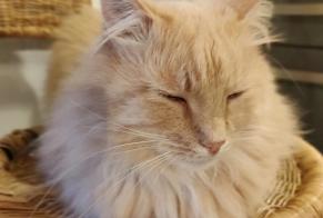 Disappearance alert Cat  Male , 15 years Combaillaux France