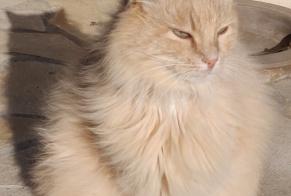 Disappearance alert Cat  Male , 15 years Combaillaux France