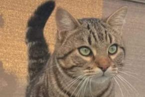 Disappearance alert Cat Male , 5 years Sète France