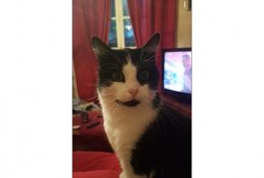 Disappearance alert Cat Male , 12 years Saint-Germain-la-Blanche-Herbe France