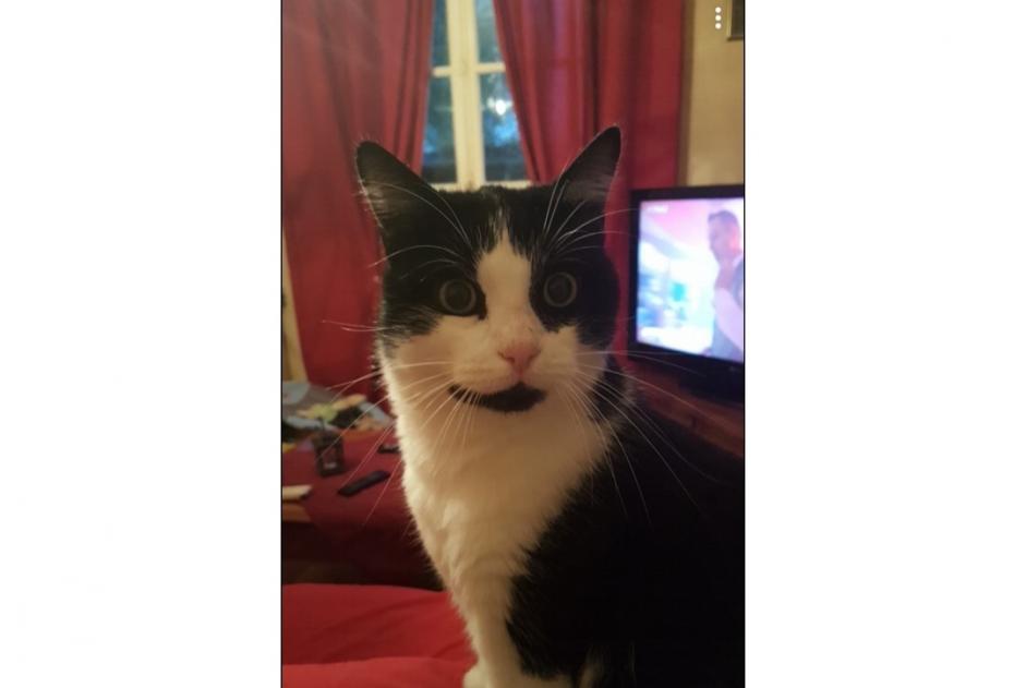 Disappearance alert Cat Male , 12 years Saint-Germain-la-Blanche-Herbe France