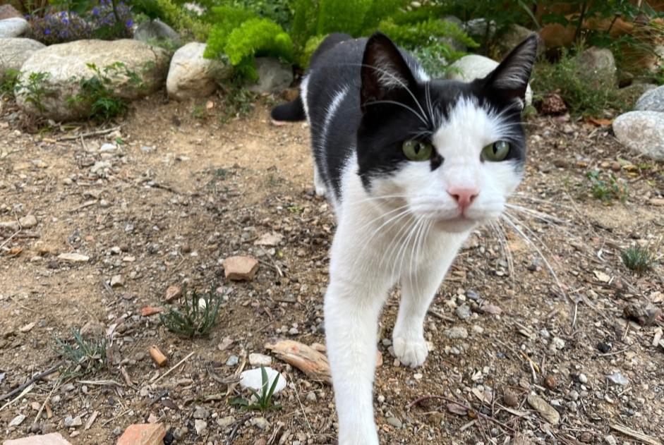 Disappearance alert Cat Male , 6 years Perpignan France