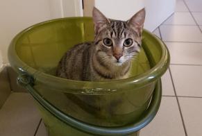 Disappearance alert Cat Male , 6 years Quédillac France
