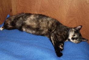 Disappearance alert Cat  Female , 4 years Saint-Astier France