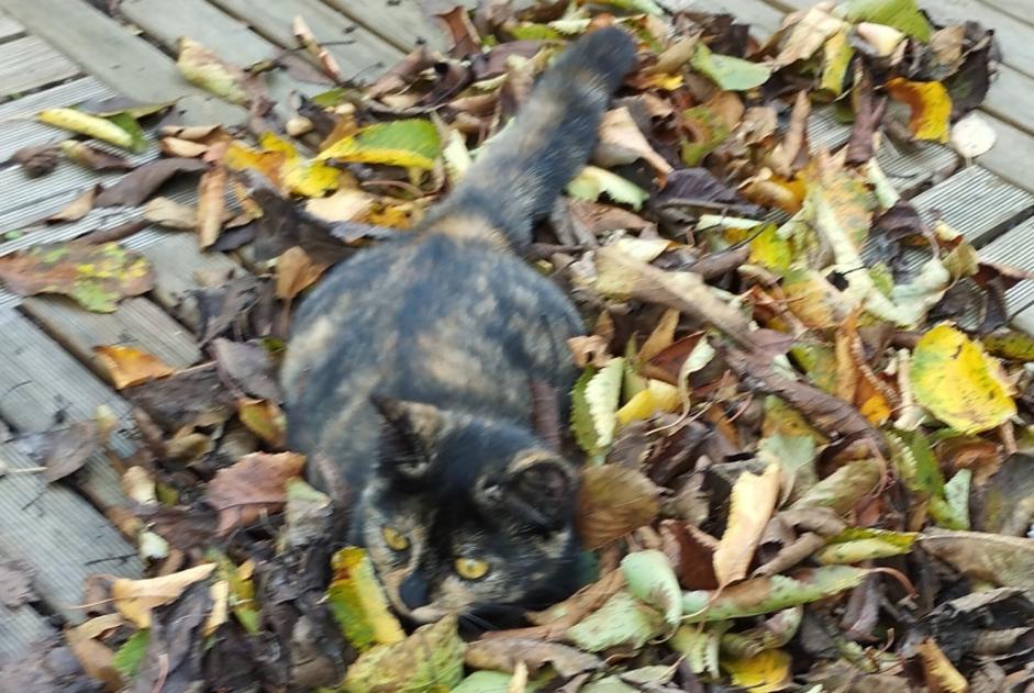 Disappearance alert Cat  Female , 4 years Saint-Astier France