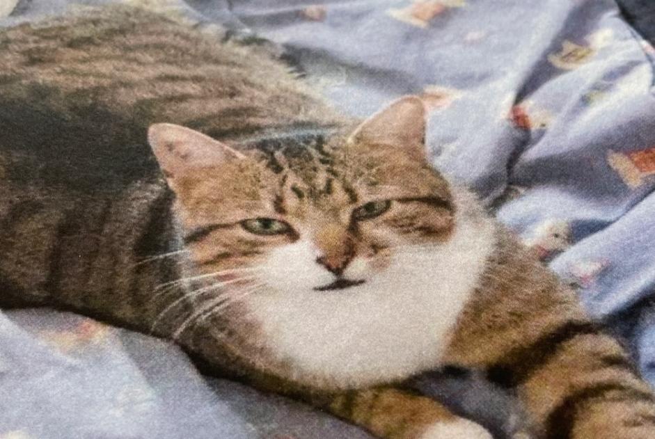 Disappearance alert Cat Male , 6 years Saint-Cézaire-sur-Siagne France