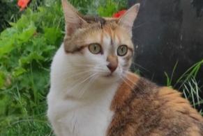 Disappearance alert Cat  Female , 5 years Nonette-Orsonnette France