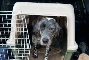 Disappearance alert Dog Female, 5 years Rozier-en-Donzy France